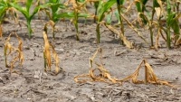 Informacja nt. komisji szacującej szkody wywołane suszą